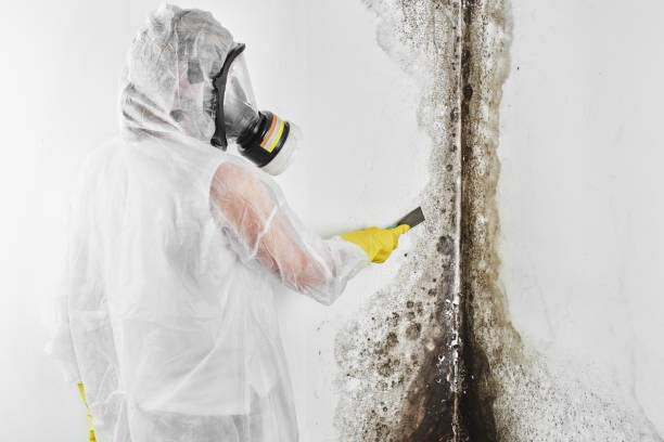 Trusted Grizzly Flats, CA Mold Remediation Experts