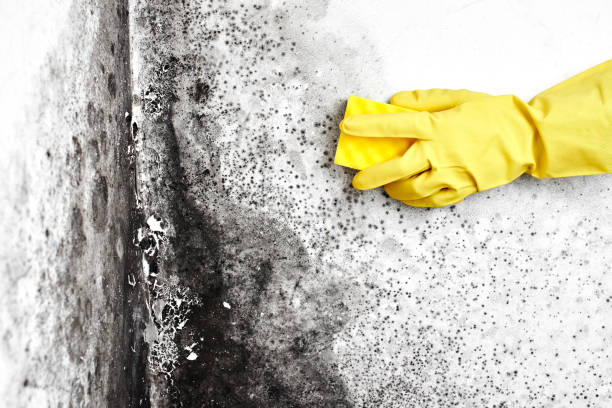 Best Health and Safety Mold Remediation in Grizzly Flats, CA