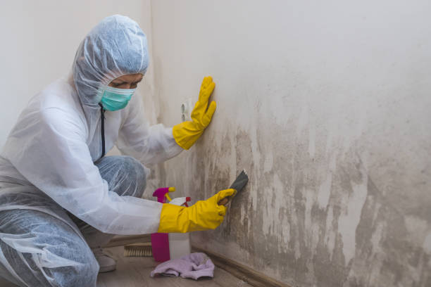 Best Industrial Mold Remediation in Grizzly Flats, CA