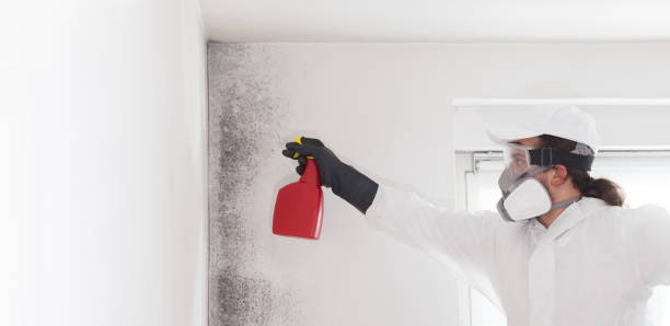Best Residential Mold Remediation in Grizzly Flats, CA