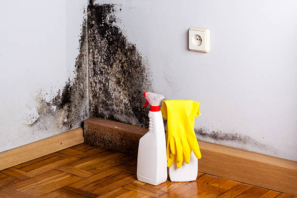 Best Mold Remediation for Schools in Grizzly Flats, CA