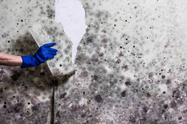 Best Mold Testing and Inspection Services in Grizzly Flats, CA