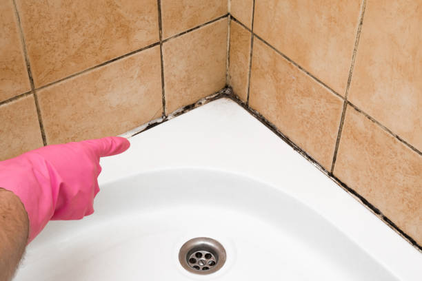 Best Emergency Mold Remediation in Grizzly Flats, CA